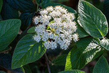 Cluster of delicate white flowers Leatherleaf viburnum (Viburnum rhytidophyllum Alleghany)  blooms amidst large, lush green leaves, capturing essence of nature's beauty in serene, sunlit setting.