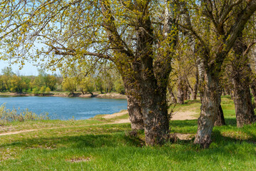 A beautiful spring landscape with a forest and river view. Green grass and trees create a beautiful natural setting