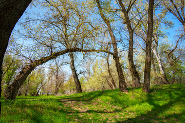 Obraz premium The springtime, with its breathtaking scenery of woodland and meadow, is a sight to behold. The verdant foliage is a sight to behold