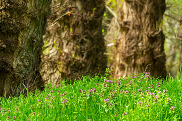 The wild flowers, with their breathtaking scenery of woodland and meadow in spring, are a sight to see. The verdant foliage adds to the beauty of the scene