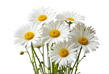 Obraz premium White Daisies with Yellow Centers on White Background
