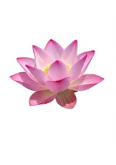 Realistic Photo Pink Lotus Flower on White Background