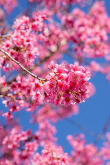 pink cherry blossoms