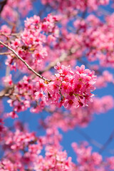 pink cherry blossoms