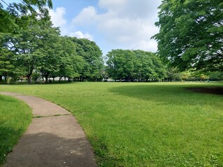 新緑の季節の芝生広場と小道