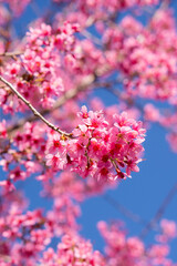 pink cherry blossom