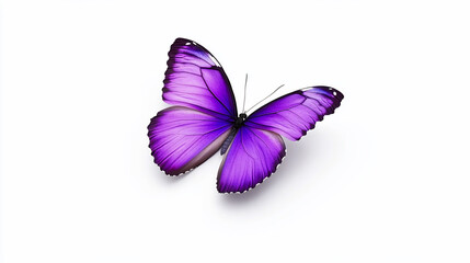 Purple butterfly on white background