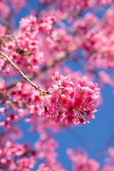 Obraz premium pink cherry blossoms