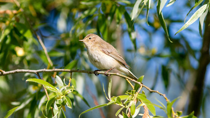 bird on a branch