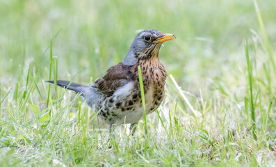 common blackbird in grass