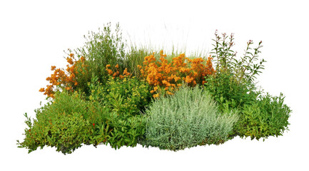 Fototapeta na wymiar PNG Group of different bushes flowers plants orange.