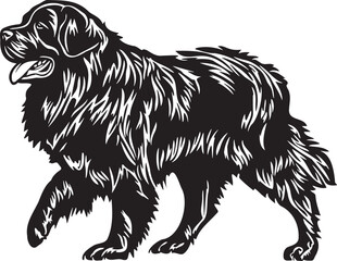 black and white newfoundland dog