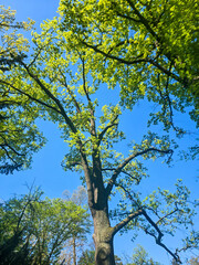 Scenic Park Landscapes on a Sunny Day
