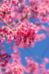 pink cherry blossoms