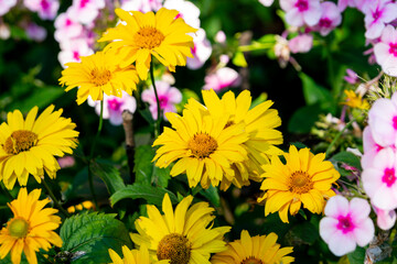 Heliopsis (ox-eye or oxeye) blooming among pink phlox in the summer garden. Closeup