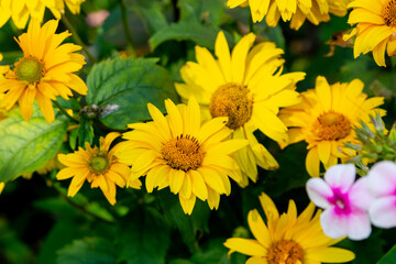 Blooming heliopsis in the summer garden