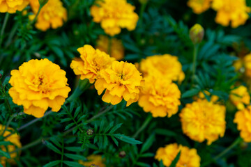Yellow marigolds (tagetes) in the summer garden. Close up