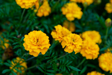 Yellow marigolds (tagetes) in the summer garden. Close up