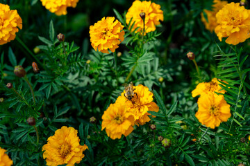 Yellow marigolds (tagetes) in the summer garden. Close up