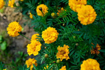 Yellow marigolds (tagetes) in the summer garden. Close up