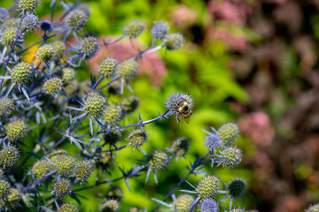 A blooming eryngium (eryngo or sea holly) in the summer garden. Close up
