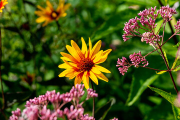 Blooming heliopsis in the summer garden