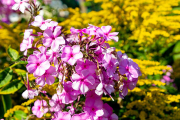 Pink phlox blooming between european goldenrod in a summer garden