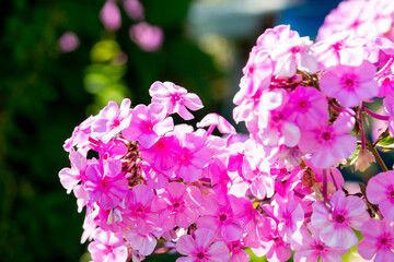 Pink phlox blooming in a summer garden. Close up