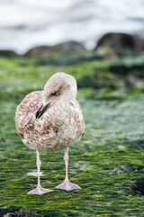 View of the beach near Westerland. Nature with seagulls on the North Sea.