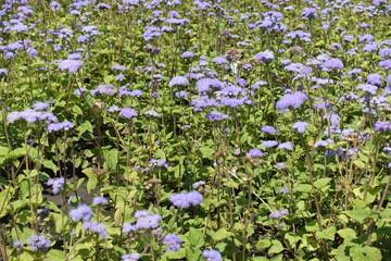 Flower bed with blossoming violet Ageratum houstonianum in July