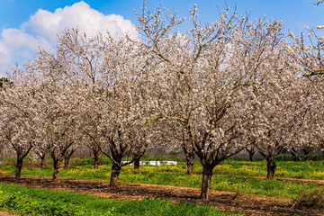 Naklejka premium Almond blossoms. Israel