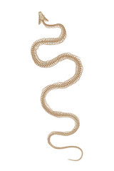 Skeletal system of animals. Snake bone structure isolated on a white background. 
