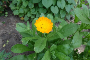 One amber yellow flower of Calendula officinalis in June