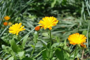 Three yellow flowers of Calendula officinalis in mid June