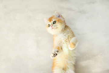 Cute ginger kitten standing on hind legs on a light background. Curious and playful posture, fluffy fur and big green eyes. Adorable pet moment.