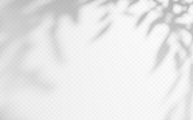 Shadow overlay from a tree branch isolated on a transparent background. © TanyaFox