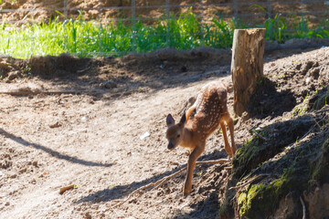 A deer and fawns in a forest and a park on a summer day