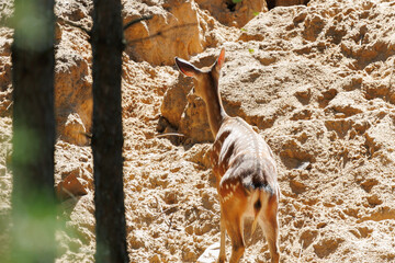 A deer and fawns in a forest and a park on a summer day