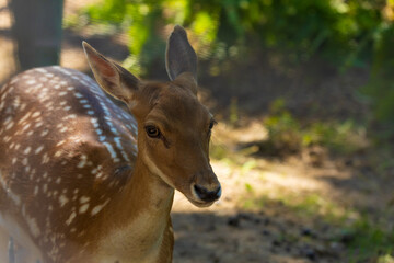 A deer and fawns in a forest and a park on a summer day