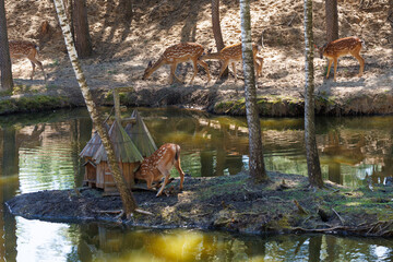 A deer and fawns in a forest and a park on a summer day