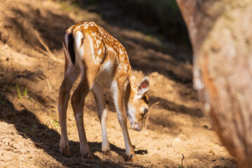 A deer and fawns in a forest and a park on a summer day