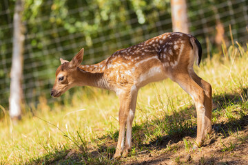 A deer and fawns behind a fence in a landscape zoo on a summer day.