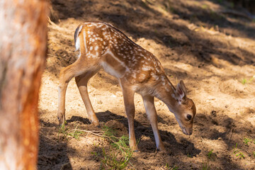 A deer and fawns in a forest and a park on a summer day