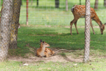 A deer and fawns behind a fence in a landscape zoo on a summer day.