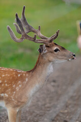 Obraz premium A deer and fawns in a forest and a park on a summer day