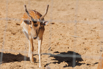 A deer and fawns behind a fence in a landscape zoo on a summer day.