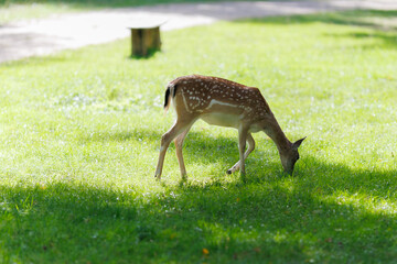 A deer and fawns in a forest and a park on a summer day