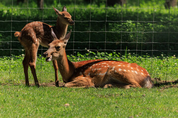 A deer and fawns behind a fence in a landscape zoo on a summer day.