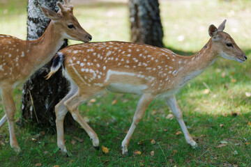 A deer and fawns in a forest and a park on a summer day
