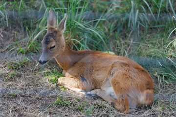 A deer and fawns in a forest and a park on a summer day